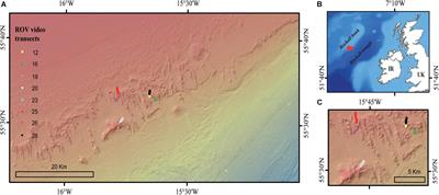 Biomass Mapping for an Improved Understanding of the Contribution of Cold-Water Coral Carbonate Mounds to C and N Cycling